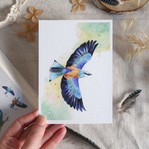 Ilustração de pássaro em aquarela - Rolieiro-europeu em voo - Pôster, cartão para emoldurar - Decoração de natureza de verão