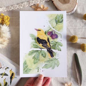 Aquarell-Vogel-Illustration - Pirol im Feigenbaum - Karte, Poster zum Einrahmen - kleines und mittleres Format - Sommerdekoration
