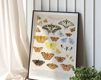 May include: A framed wall art print titled Les Papillons communs des parcs et jardins, featuring a detailed scientific illustration of various butterfly species in shades of yellow, orange, blue, and white, arranged on a light beige background.