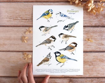 Natural history print - Tits of France or Europe | Watercolor illustration | Unframed wild bird poster | A3, A4, A5 size