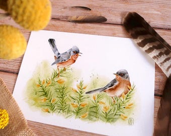 May include: Watercolor painting of two small birds with gray heads and orange chests perched on green foliage with yellow flowers. The birds are on a white background, with a feather and yellow flowers in the background.