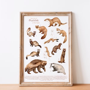 Manifesto naturalista - Mustelidi di Francia ed Europa | Illustrazione ad acquerello | Poster sulla fauna selvatica, senza cornice | Formati A3, A4, A5