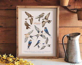 May include: Framed print featuring watercolor illustrations of various European swallow bird species. The artwork showcases birds in flight and at rest, with detailed depictions of their plumage. The title "Les Hirondelles d'Europe" is displayed.