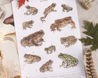Naturalist poster - Toads of France - Wall decoration, cabinet of curiosities, naturalist, French biodiversity