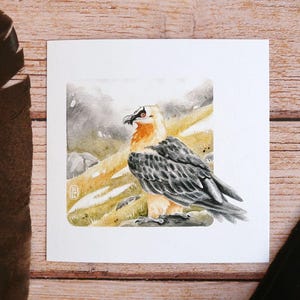 Aquarelprint - Lammergier - kleine poster 15 x 15 cm om in te lijsten