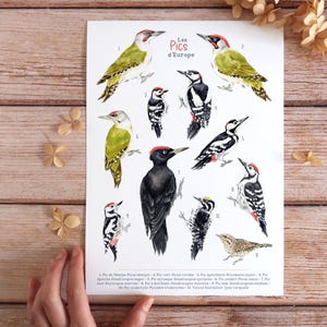 Cartel naturalista - Los Picos de Francia o Europa | Ilustración de acuarela | Póster de aves silvestres sin marco | Formatos A3, A4, A5