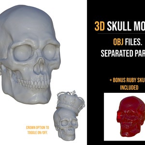 3D Skull Human Skull Reference, 3D Model for Procreate, Nomad sculpt or blender. OBJ