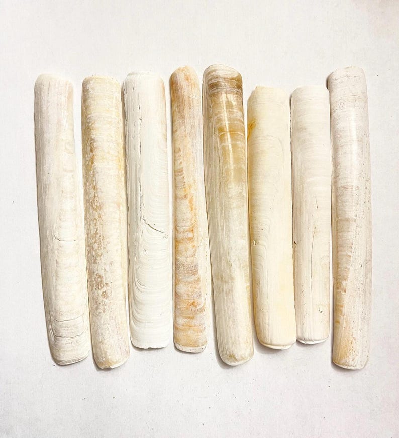 Razor Clam Shells 20. Diy . Seashell - Etsy