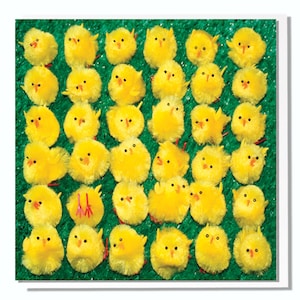 Cartão de aniversário pintinhos fofos