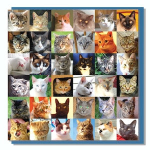 Carte Amoureux des chats