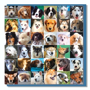 Carte Amoureux des chiens
