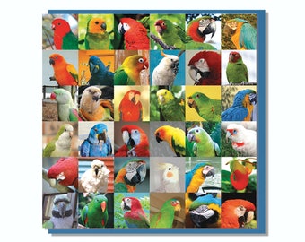 Birds Birthday Card Parrots