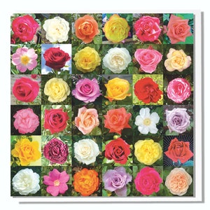 Tarjeta de felicitación con rosas en blanco
