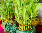 Assorted lucky bamboo planter