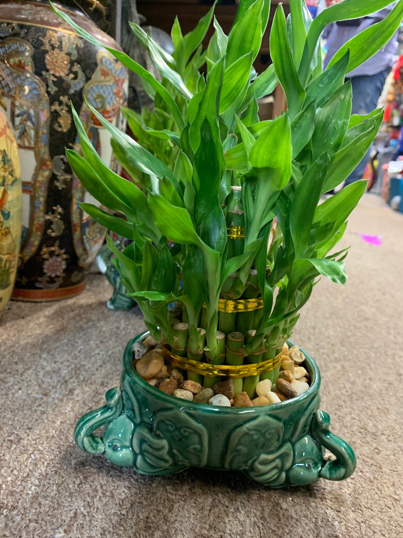 Assorted lucky bamboo planter Etsy