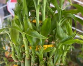 3 level bamboo