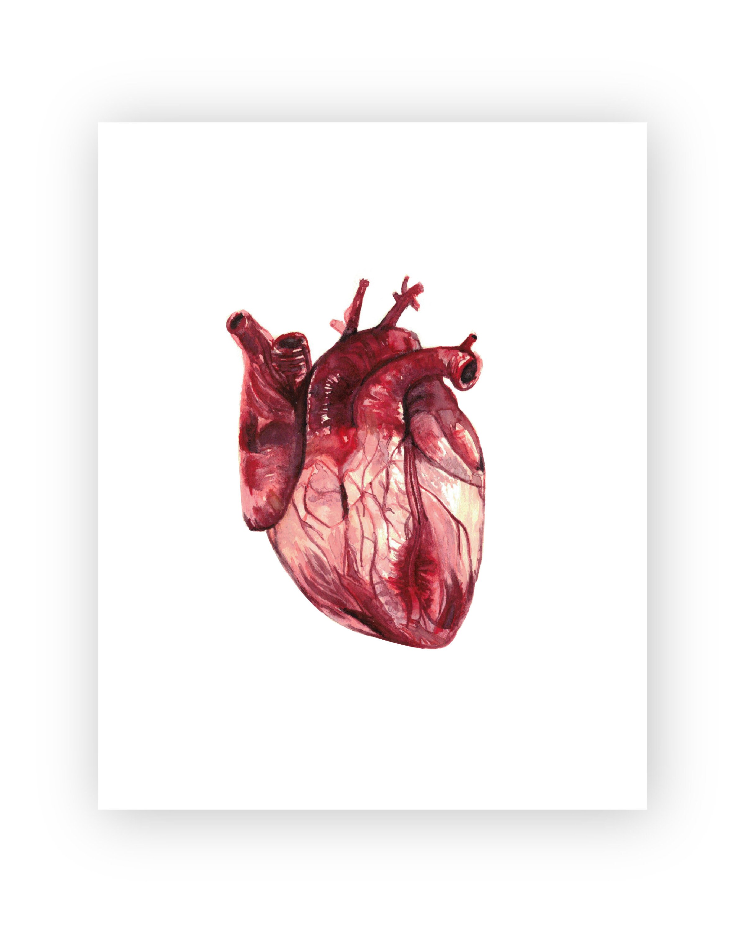 Anatomical human heart acrylic painting 8x8 inch fine art print