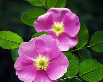 Hidrosol de rosa silvestre, agua floral