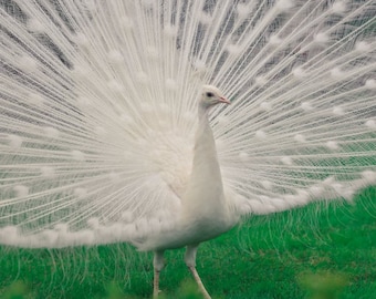 Beautiful White Peacock Photography, Wall Art, Digital Photo Download, Print It Yourself