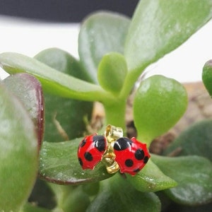 14 k yellow gold ladybug earrings