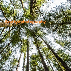 Save Oregon, Forest View, Forest Photography , Tree Art, Nature Decor, Forest Printable, Pines Photo, Tree Print, Forest Wall Art, Nature