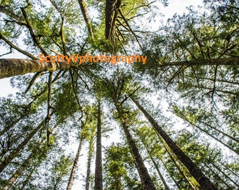 Save Oregon, Forest View, Forest Photography , Tree Art, Nature Decor, Forest Printable, Pines Photo, Tree Print, Forest Wall Art, Nature