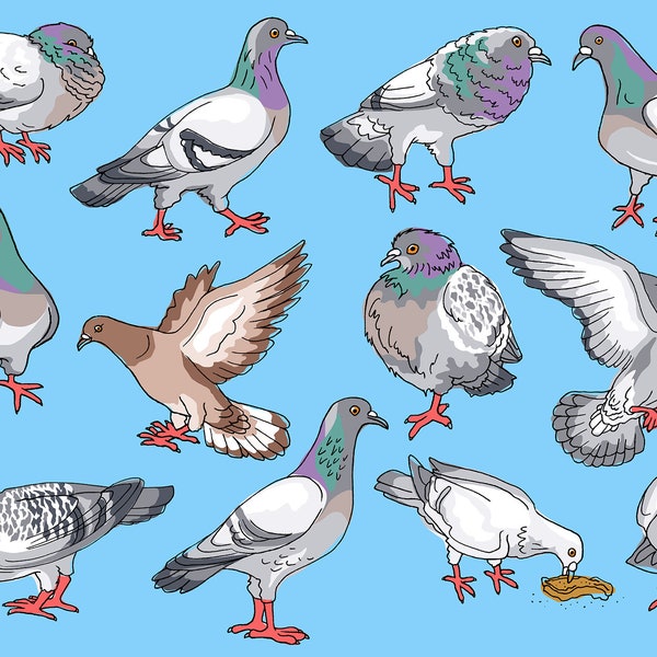 Cartoon Cute Funny Pigeons, Bird Characters. Signed Artist’s Print