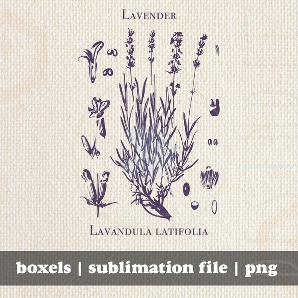 Vintage Botanical Lavender Plant Diagram Seeds Plant Growth Stages of Lavender Gardening | Instant Download | png