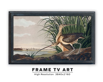 Samsung Frame TV Art. Vintage Audubon Painting. Long Billed Curlew. John James Audubon. Instant Digital Download. Frame TV Size 3840 x 2160.
