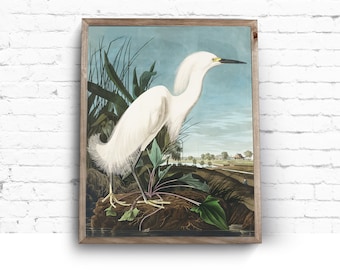 Art Print. John James Audubon. Snowy Heron. Birds of America. Vintage Sea Bird Painting Instant Download Printable Art.