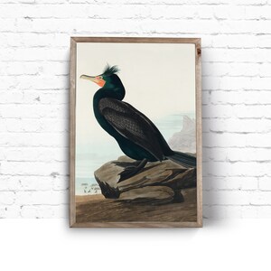 Art Print. John James Audubon. Double Crested Cormorant. Birds of America. Vintage Sea Bird Painting Instant Download Printable Art.