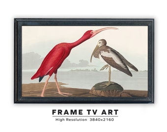 Samsung Frame TV Art. Vintage Audubon Painting. Scarlet Ibis. John James Audubon. Instant Digital Download. Frame TV Size 3840 x 2160.