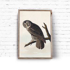 Art Print. John James Audubon. Great Cinereous Owl. Birds of America. Vintage Sea Bird Painting Instant Download Printable Art.