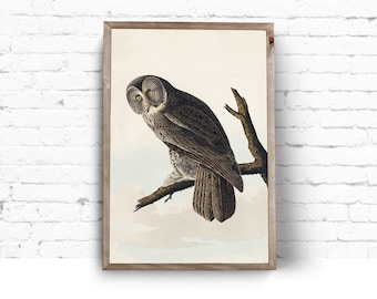 Art Print. John James Audubon. Great Cinereous Owl. Birds of America. Vintage Sea Bird Painting Instant Download Printable Art.