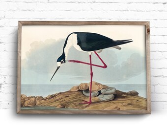Art Print. John James Audubon. Long Legged Avocet. Birds of America. Vintage Sea Bird Painting. Instant Download Printable Art.