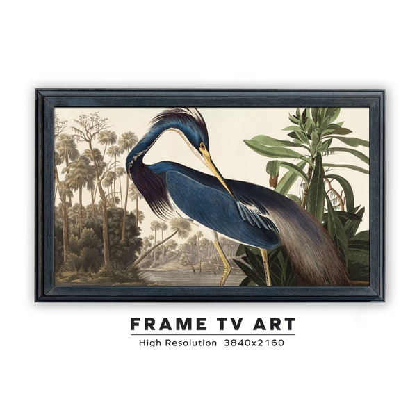 Samsung Frame TV Art. Vintage Audubon-schilderij. Louisiana reiger. John James Audubon. Directe digitale download. Frame tv-formaat 3840 x 2160.