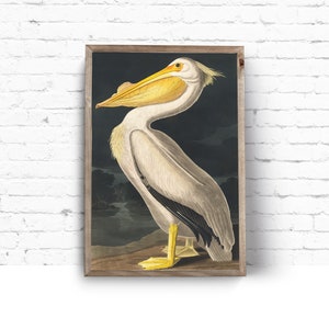 Art Print. John James Audubon. American White Pelican. Birds of America. Vintage Sea Bird Painting Instant Download Printable Art.