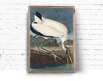 Art Print. John James Audubon. Wood Ibiss. Birds of America. Vintage Sea Bird Painting Instant Download Printable Art.