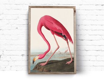 Art Print. John James Audubon. Pink Flamingo. Birds of America. Vintage Sea Bird Painting Instant Download Printable Art.