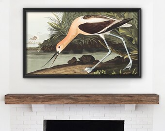 Samsung Frame Tv Art American Avocet John James Audubon Etsy Samsung Frame Tv Art American Avocet John James Audubon Etsy