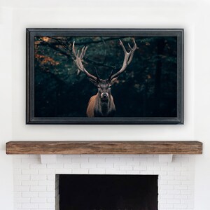 May include: A framed photograph of a large, brown stag with antlers standing in a dark forest. The stag is looking directly at the camera.