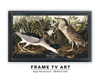 Samsung Frame TV Art. Vintage Audubon Painting. Night Heron. John James Audubon. Instant Digital Download. Frame TV Size 3840 x 2160.