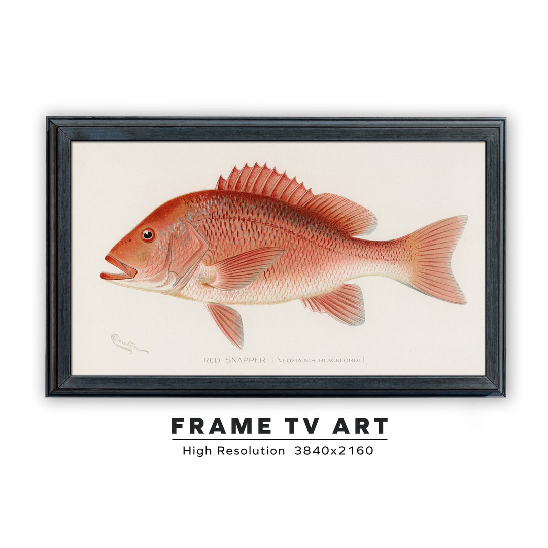 Samsung Frame TV Art. Red Snapper. Denton Illustration. Vintage Fish ...