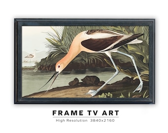 Marco de TV Samsung Arte. Pintura antigua de Audubon. Avoceta americana. John James Audubon. Descarga digital instantánea. Marco TV Tamaño 3840 x 2160.