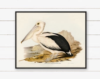 Vintage Art Print. Australian Pelican. John Gould. Birds of Australia. Sea Bird Painting. Instant Download Printable Art.