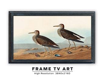 Samsung Frame TV Art. Vintage Audubon Painting. Pectoral Sandpiper. John James Audubon. Instant Digital Download. Frame TV Size 3840 x 2160.