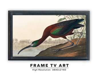 Samsung Frame TV Art. Vintage Audubon Painting. Glossy Ibis. John James Audubon. Instant Digital Download. Frame TV Size 3840 x 2160.