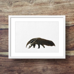 Giant anteater (endangered animals, Giant anteater art)