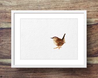 Puede incluir: Una pintura de acuarela de un pájaro pardo, un chochín, con una cola larga, posado sobre un fondo blanco. El pájaro está mirando hacia la derecha, con la cabeza ligeramente inclinada hacia un lado.