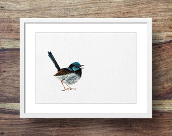 Fairy Wren - Male